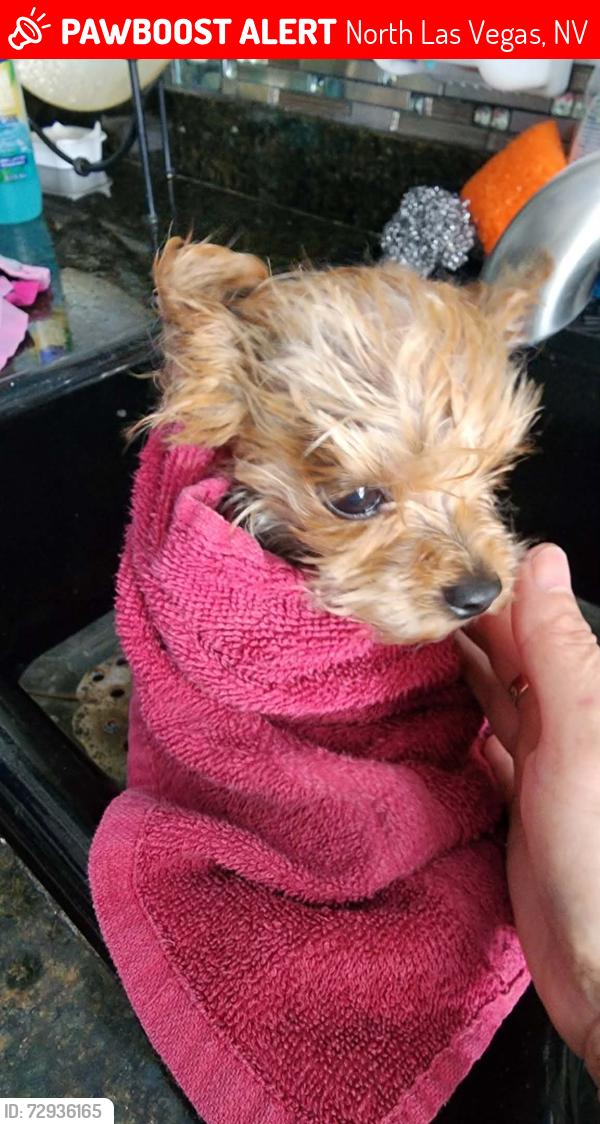Lost Female Dog last seen Brentwood Alexander and Kings Hill, North Las Vegas, NV 89032