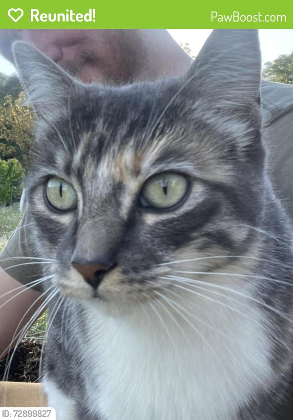 Reunited Male Cat last seen Mcnab ranch road , Mendocino County, CA 95482