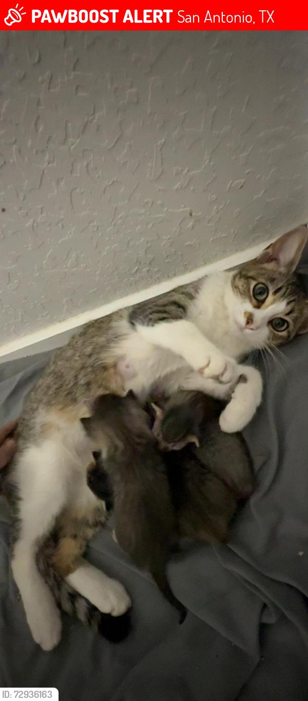 Lost Female Cat last seen Near Walzem , San Antonio, TX 78239
