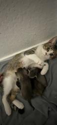Lost Female Cat last seen Near Walzem , San Antonio, TX 78239