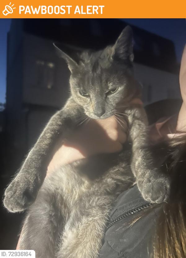 Found/Stray Unknown Cat last seen Near eascote avenue west molsey, Molesey, England KT8 2EY