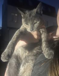Found/Stray Unknown Cat last seen Near eascote avenue west molsey , Molesey, England KT8 2EY