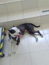 Lost Female Dog last seen Gasolinera g500 primero de mayo, san Sebastián Zumpango de Ocampo , Paseos del Lago, Méx. 55607