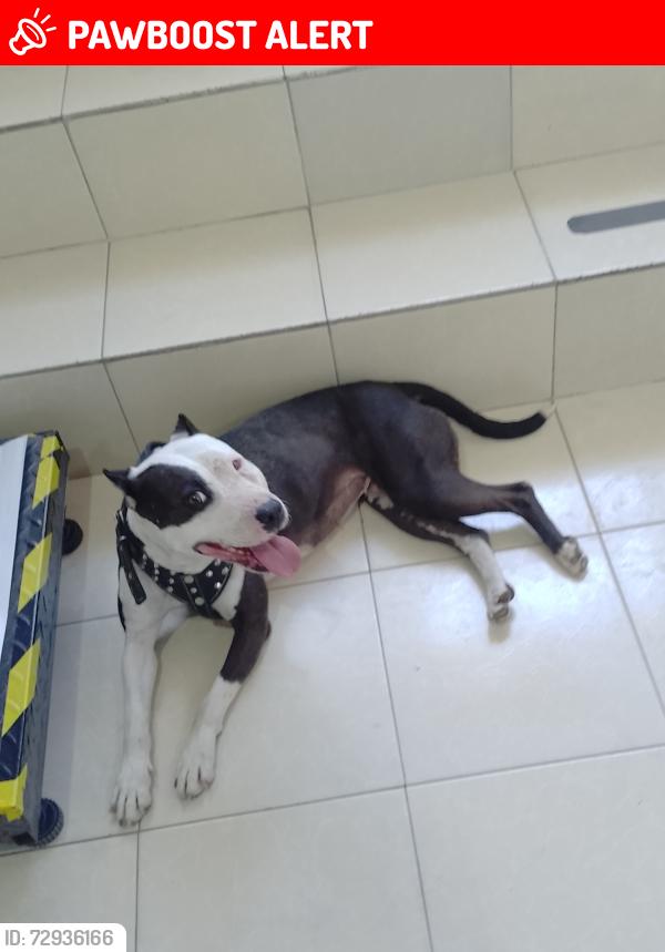 Lost Female Dog last seen Gasolinera g500 primero de mayo, san Sebastián Zumpango de Ocampo , Paseos del Lago, Méx. 55607