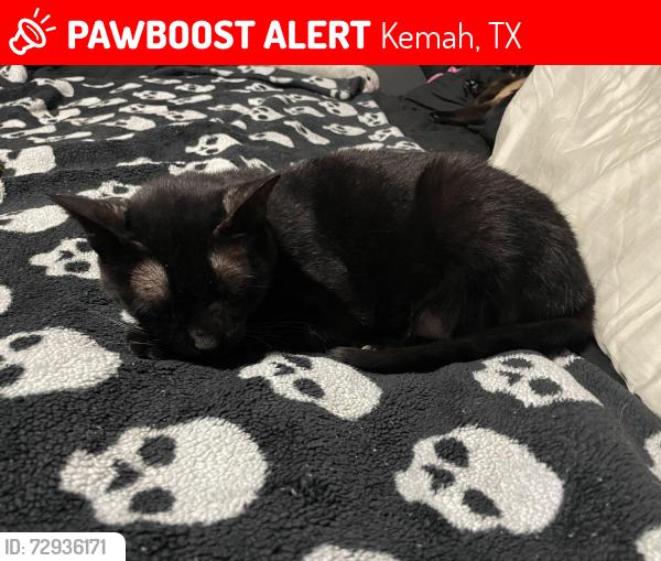 Lost Female Cat last seen marina del sol in League City TX, Kemah, TX 77565