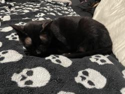 Lost Female Cat last seen marina del sol in League City TX, Kemah, TX 77565