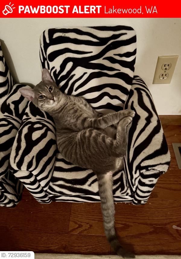 Lost Male Cat last seen Sw Washington blvd & gravelly lake drive sw, Lakewood, WA 98498