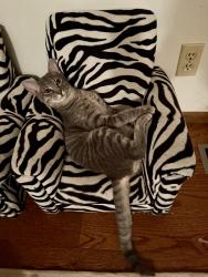 Lost Male Cat last seen Sw Washington blvd & gravelly lake drive sw, Lakewood, WA 98498
