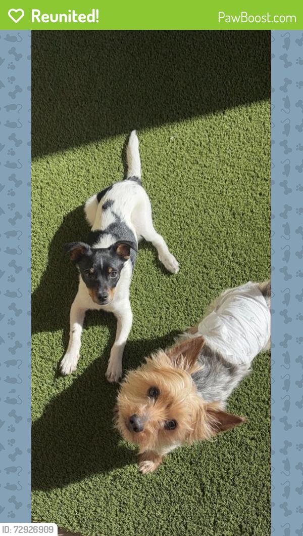 Reunited Male Dog last seen yarbrough , El Paso, TX 79935