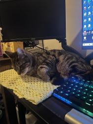 Lost Male Cat last seen Mountain gate vet on Burwood highway, Ferntree Gully, VIC 3156
