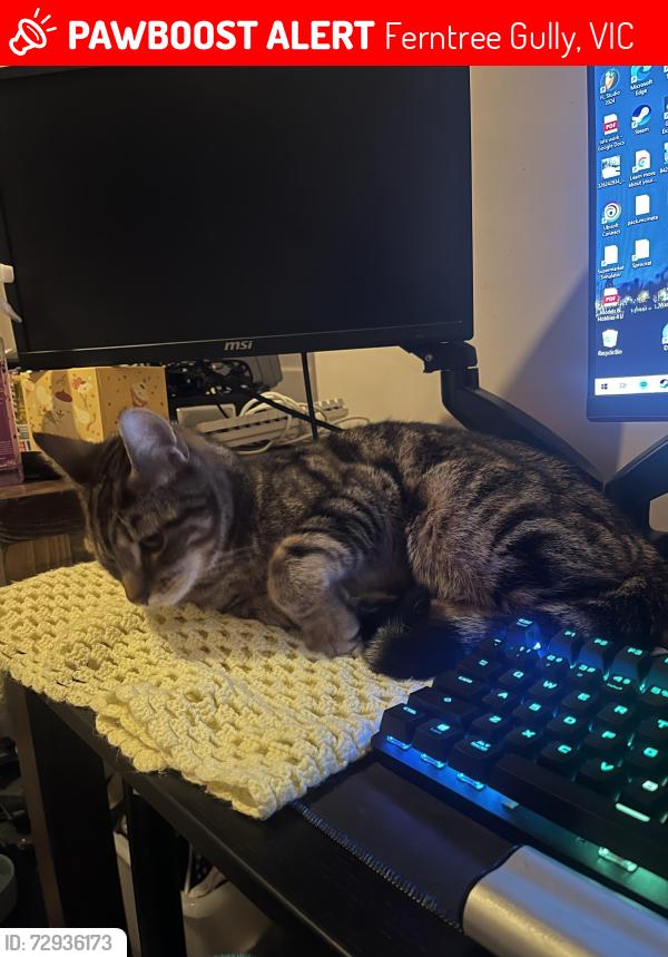 Lost Male Cat last seen Mountain gate vet on Burwood highway, Ferntree Gully, VIC 3156