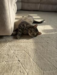 Lost Male Cat last seen Br1 3su, Greater London, England BR1 3SU