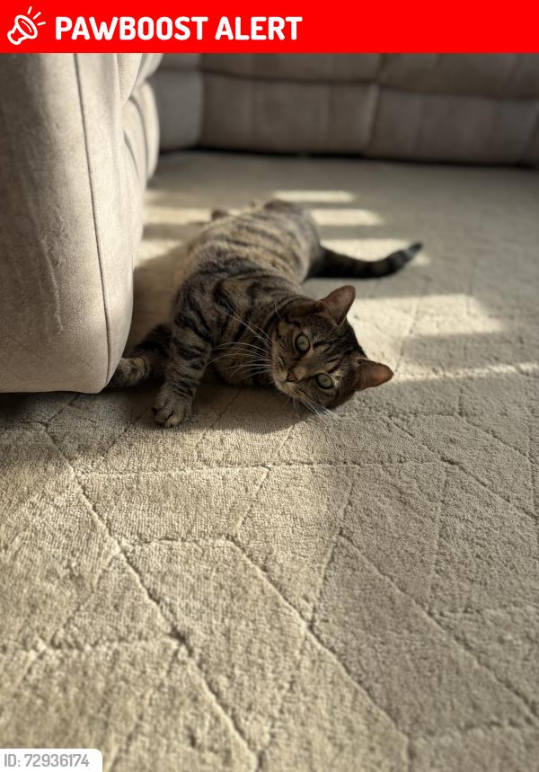 Lost Male Cat last seen Br1 3su, Greater London, England BR1 3SU