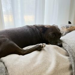 Found/Stray Female Dog last seen Main st, Little Elm, TX 75068