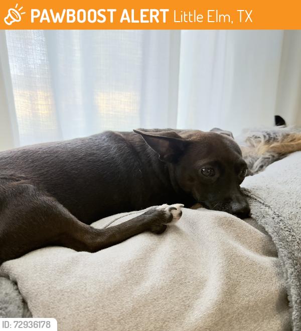 Found/Stray Female Dog last seen Main st, Little Elm, TX 75068