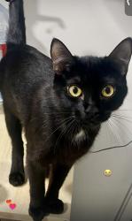Reunited Female Cat last seen 201st St and 50th Ave, Langley, BC V3A 7S9