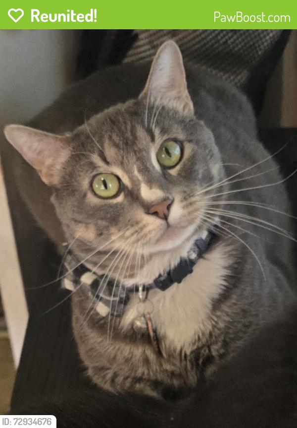 Reunited Male Cat last seen Grand Ave. and Lloyd St., New Haven, CT 06513