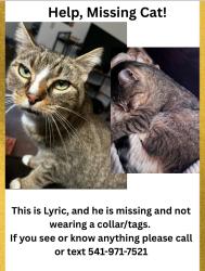 Lost Male Cat last seen Western Oregon University , Monmouth, OR 97361