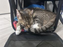 Reunited Male Cat last seen Between Stony Bar Rd & Delmar Hill Rd, Slate Hill, NY 10973