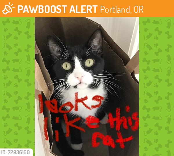 Found/Stray Unknown Cat last seen NW Marshall and NW 11th, Portland, OR, Portland, OR 97209