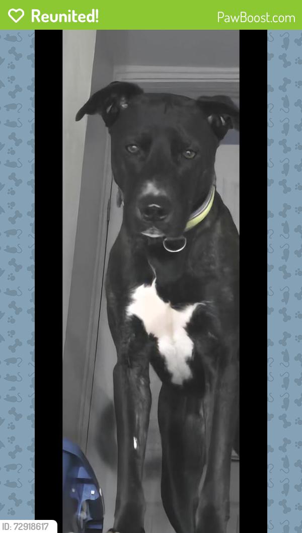 Reunited Male Dog last seen He's been seen near Humber Road, Bettws, Newport , Bettws, Wales NP20