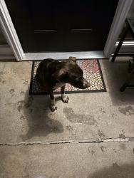 Found/Stray Unknown Dog last seen Vwm Park, Springfield, MO 65803