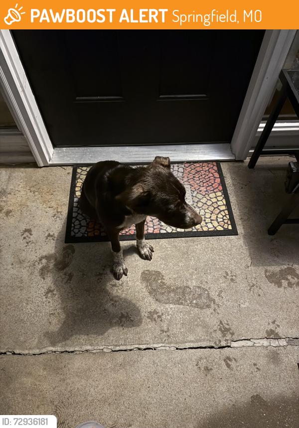 Found/Stray Unknown Dog last seen Vwm Park, Springfield, MO 65803