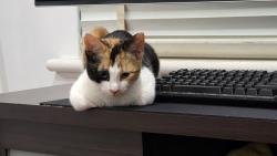 Lost Female Cat last seen BrahmaLodge, Brahma Lodge, SA 5109