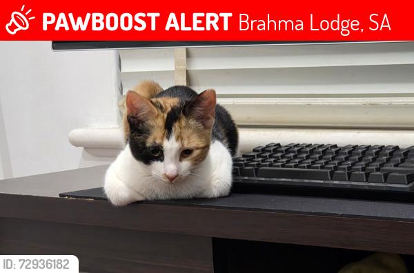 Lost Female Cat last seen BrahmaLodge, Brahma Lodge, SA 5109
