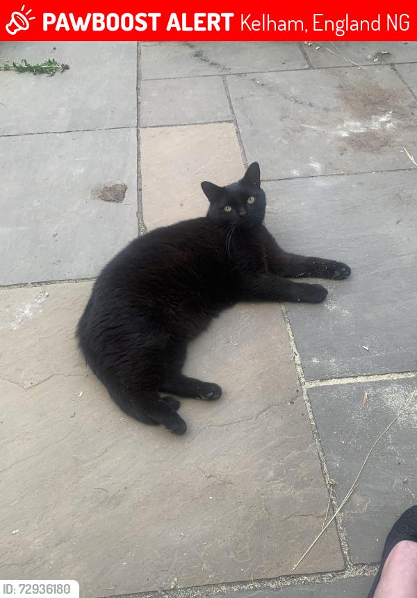 Lost Male Cat last seen Kelham fox pub , Kelham, England NG23