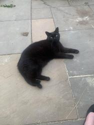 Lost Male Cat last seen Kelham fox pub , Kelham, England NG23