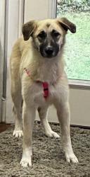 Reunited Female Dog last seen Marilyn Ln, Chapel Hill, NC 27514, USA, Chapel Hill, NC 27514