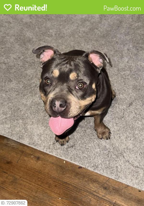 Reunited Female Dog last seen 4st and 21st ave Rockford il 61104, Rockford, IL 61104