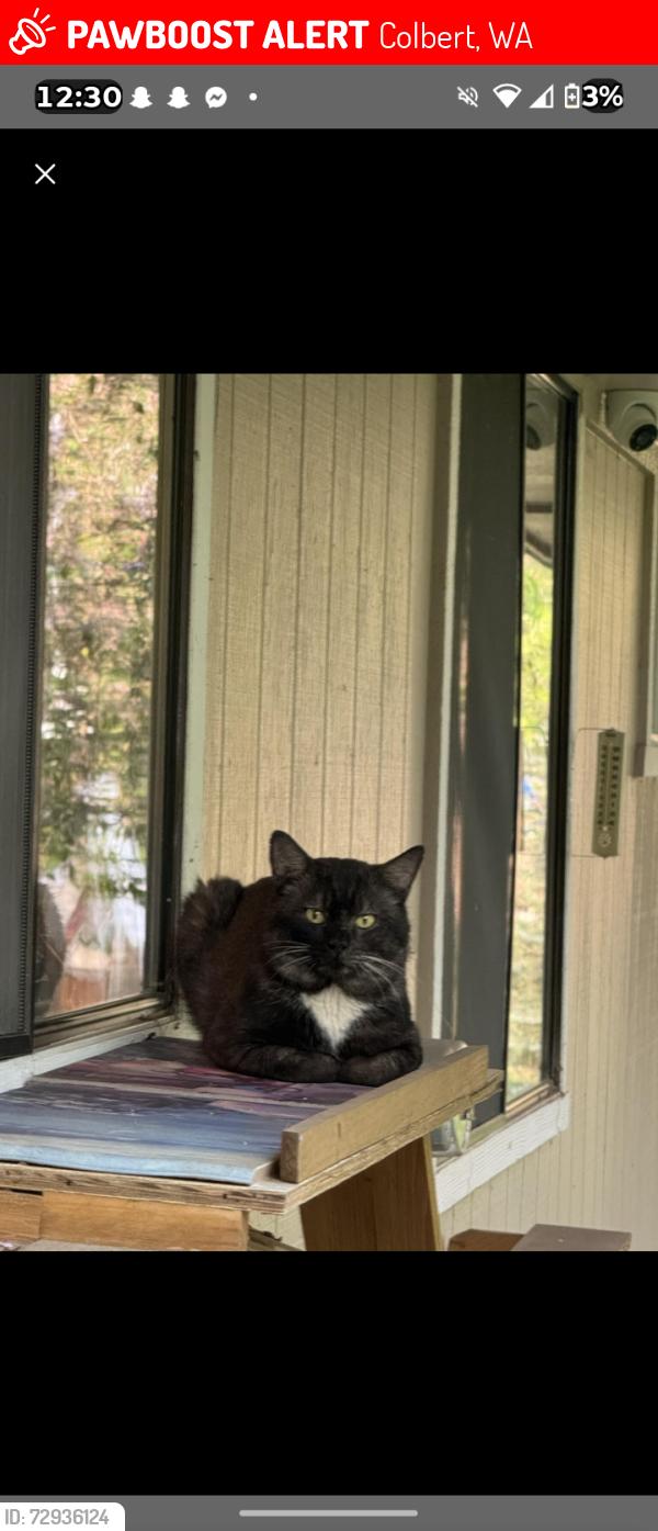 Lost Male Cat last seen Colbert rd and Micheal, Colbert, WA 99005