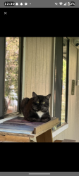 Lost Male Cat last seen Colbert rd and Micheal , Colbert, WA 99005