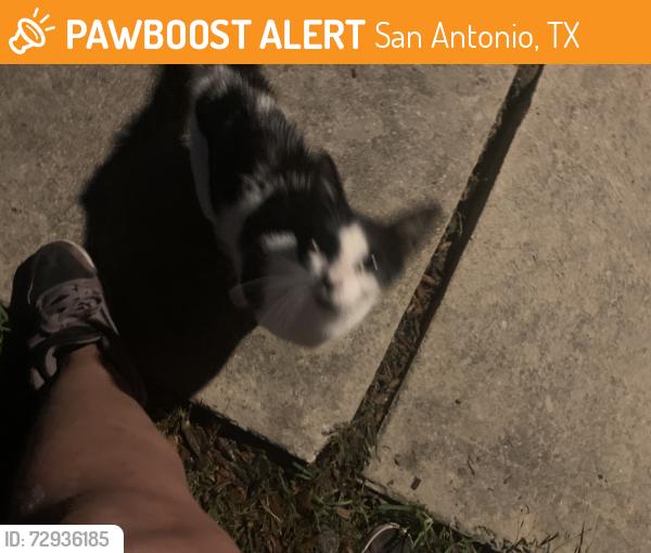 Found/Stray Unknown Cat last seen Crestway, San Antonio, TX 78239