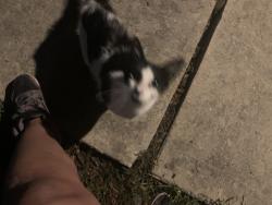 Found/Stray Unknown Cat last seen Crestway, San Antonio, TX 78239