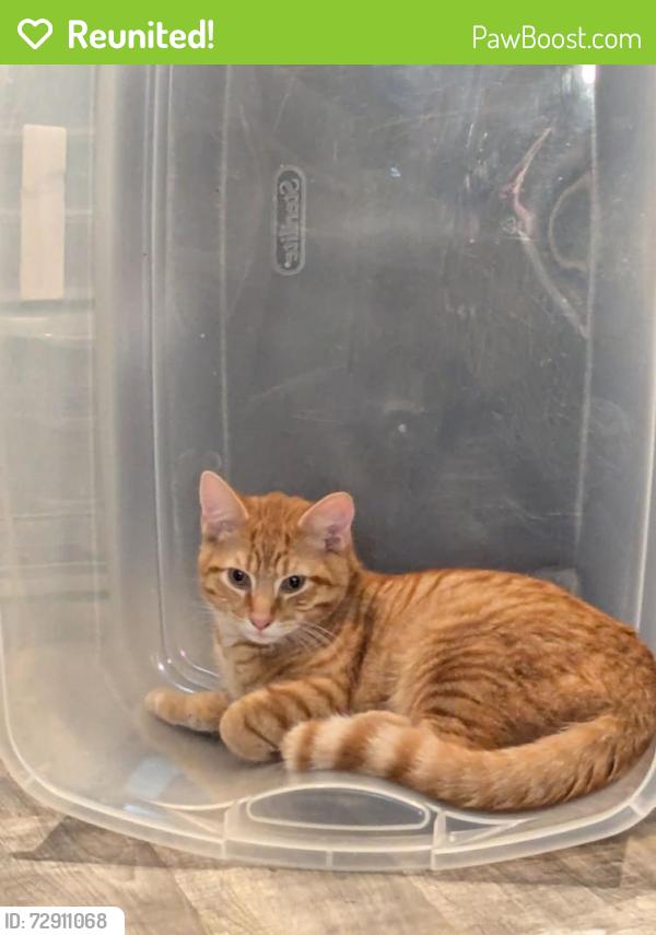 Reunited Male Cat last seen Near Panther Ave NE, Canton, OH 44721, USA, Canton, OH 44721