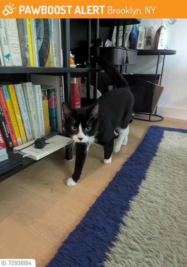 Found/Stray Male Cat last seen Herbert Von King park, Brooklyn, NY 11221