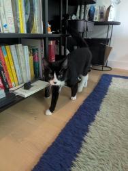 Found/Stray Male Cat last seen Herbert Von King park, Brooklyn, NY 11221
