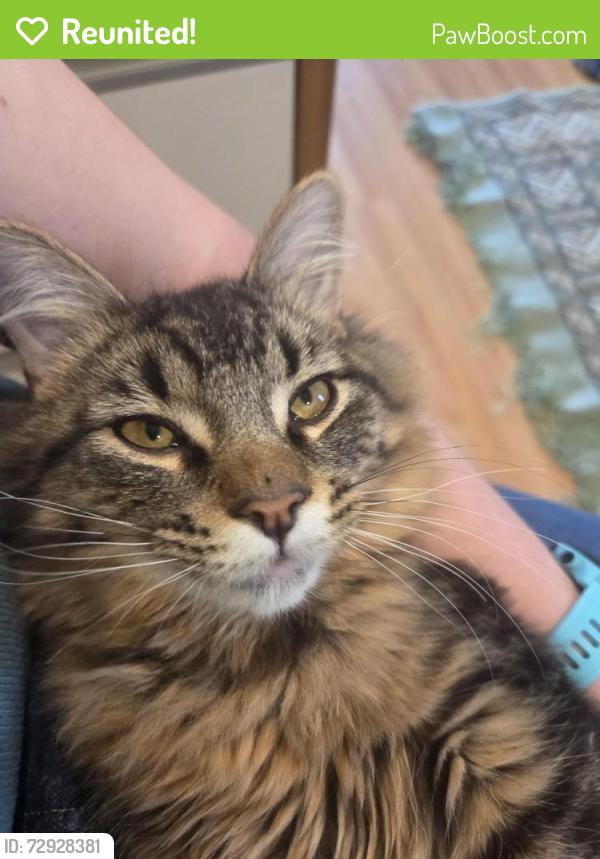 Reunited Male Cat last seen The Strand park, Minnetonka, MN 55345