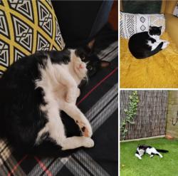 Reunited Female Cat last seen Deep Dene, Midanbury Lane SO18, Southampton, England SO18