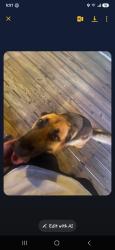 Reunited Female Dog last seen Cliffdale Rd , Fayetteville, NC 28314
