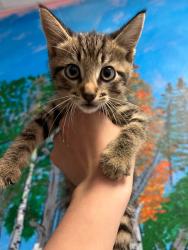 Shelter Stray Male Cat last seen Bexar County, New Braunfels, TX 78130