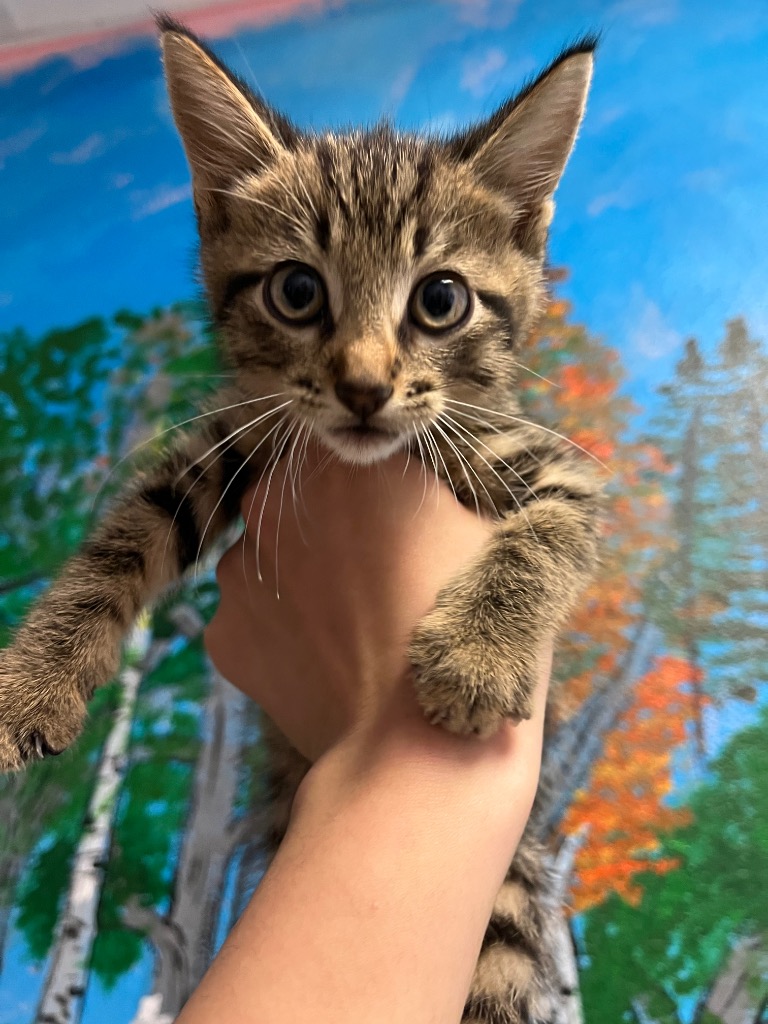 Shelter Stray Male Cat last seen Bexar County, New Braunfels, TX 78130