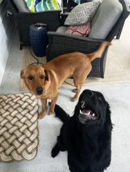 Found/Stray Male Dog last seen Near E. Hwy 218 Monroe NC 28110, Monroe, NC 28110