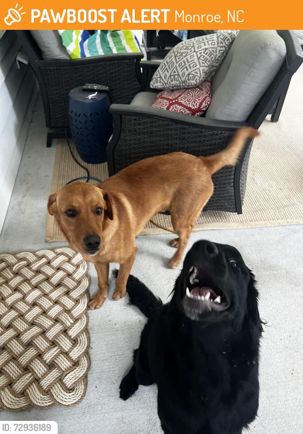 Found/Stray Male Dog last seen Near E. Hwy 218 Monroe NC 28110, Monroe, NC 28110