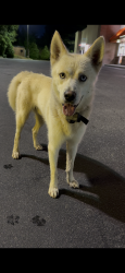 Found/Stray Male Dog last seen Bojangles , Canton, NC 28716