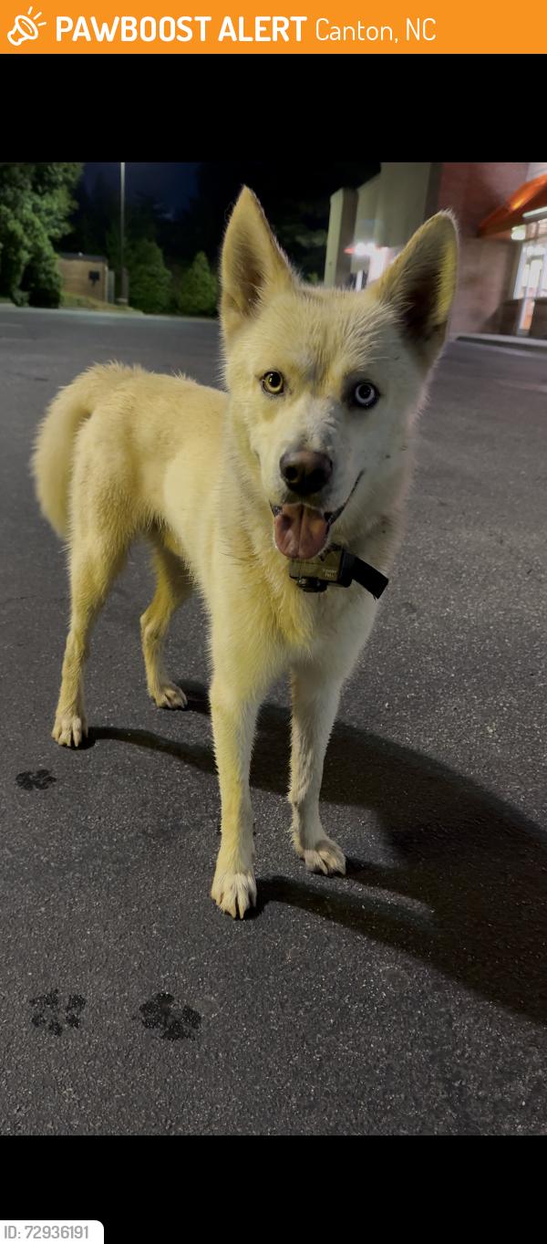 Found/Stray Male Dog last seen Bojangles , Canton, NC 28716