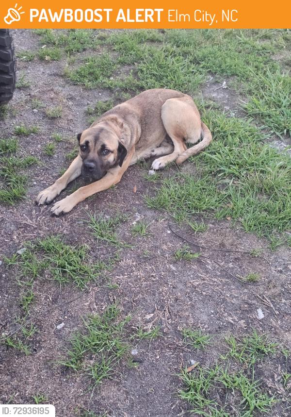 Found/Stray Female Dog last seen Elm city, Elm City, NC 27822